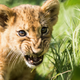 Illustration for article titled Big cats arent fucking around about being this weeks most important animals on the internet